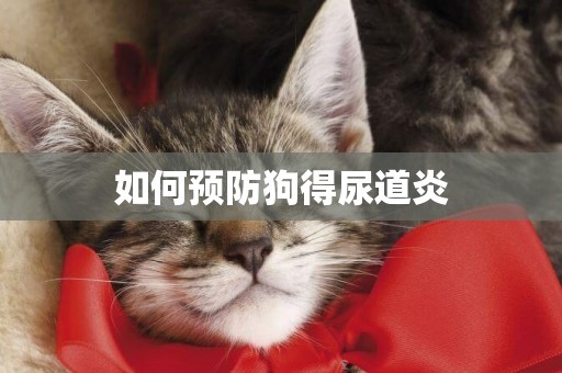 如何預防狗得尿道炎
