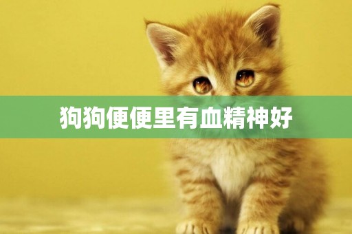 狗狗便便里有血精神好