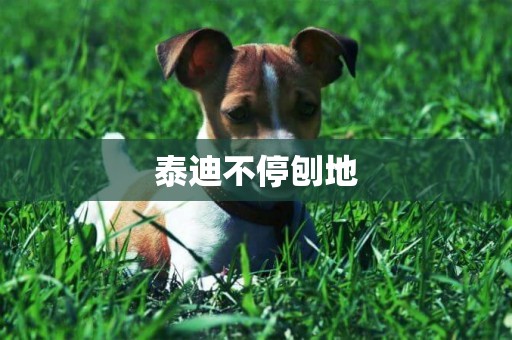 泰迪不停刨地