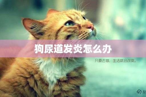 狗尿道發炎怎么辦