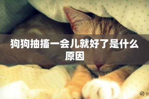 狗狗抽搐一會兒就好了是什么原因