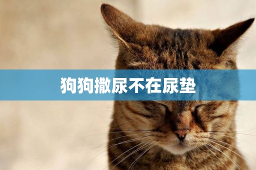 狗狗撒尿不在尿墊