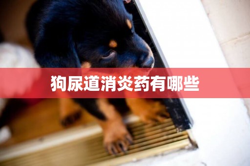 狗尿道消炎藥有哪些