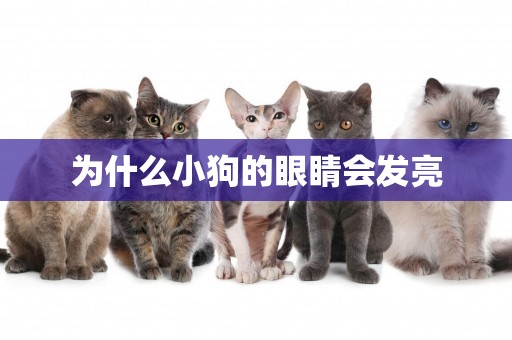 為什么小狗的眼睛會發亮