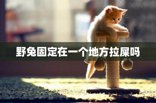 野兔固定在一個地方拉屎嗎