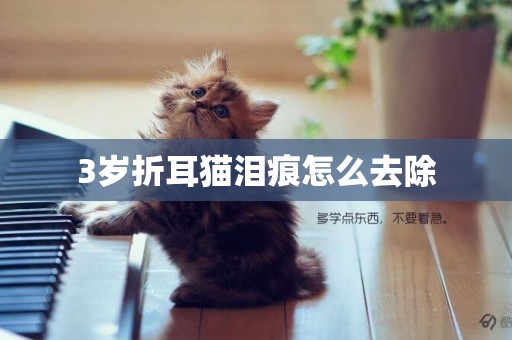 3歲折耳貓淚痕怎么去除