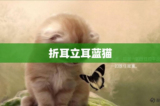 折耳立耳藍貓