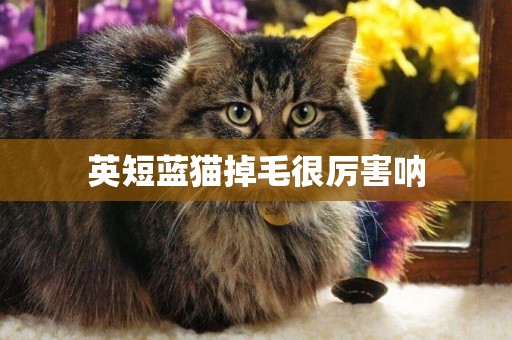 英短藍貓掉毛很厲害吶
