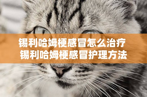 錫利哈姆梗感冒怎么治療 錫利哈姆梗感冒護理方法