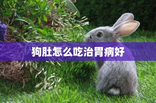 狗肚怎么吃治胃病好