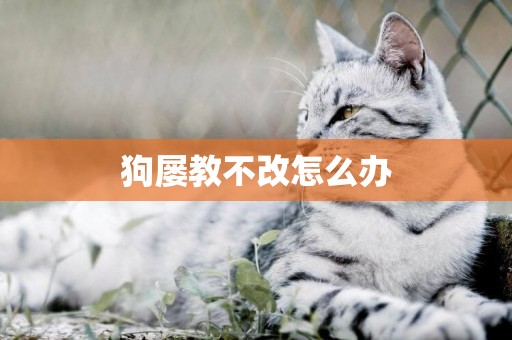 狗屢教不改怎么辦