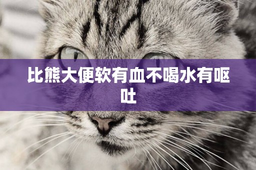 比熊大便軟有血不喝水有嘔吐