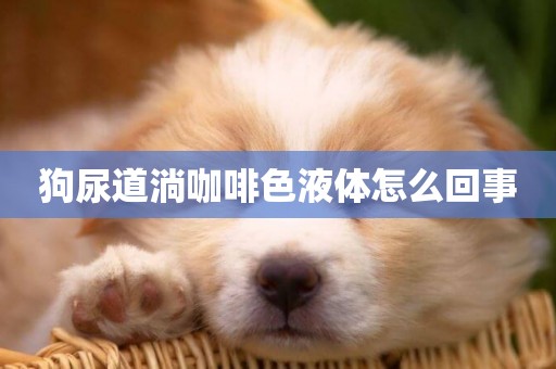 狗尿道淌咖啡色液體怎么回事