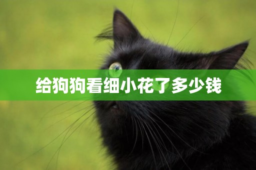 給狗狗看細小花了多少錢