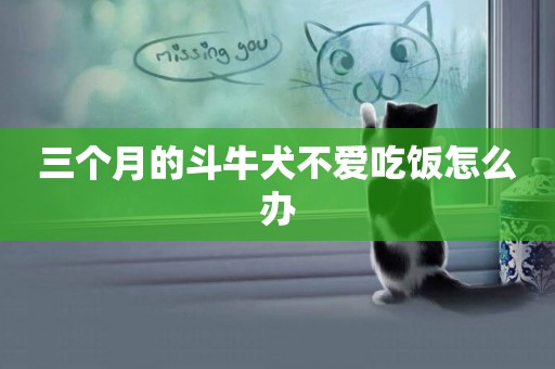 三個月的斗牛犬不愛吃飯怎么辦