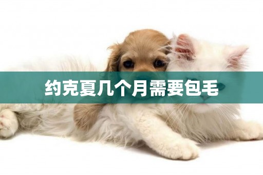 約克夏幾個月需要包毛