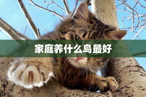 家庭養什么鳥最好