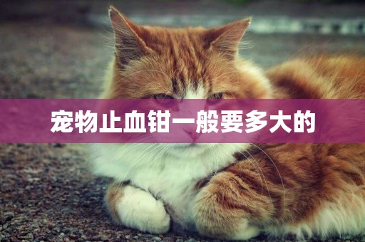 寵物止血鉗一般要多大的
