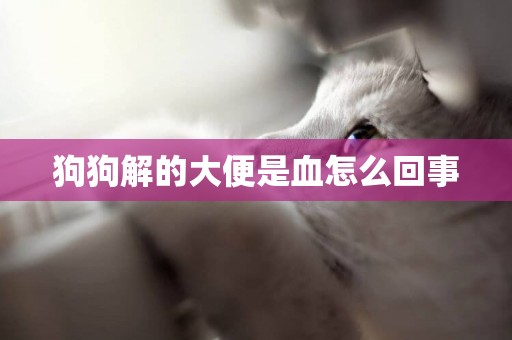 狗狗解的大便是血怎么回事