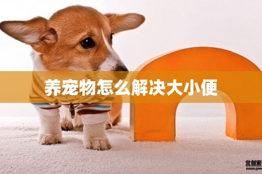 養寵物怎么解決大小便