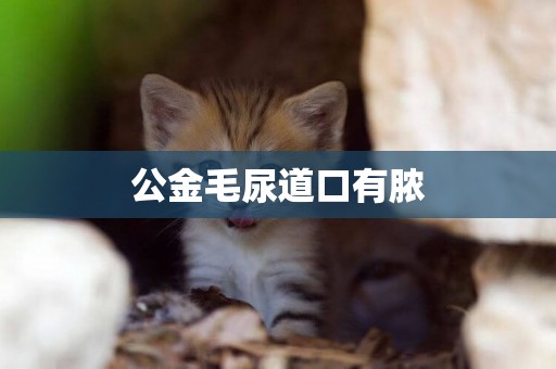 公金毛尿道口有膿