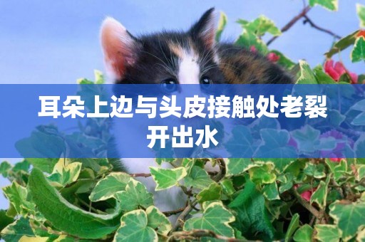 耳朵上邊與頭皮接觸處老裂開出水