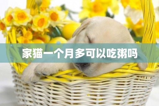 家貓一個月多可以吃粥嗎