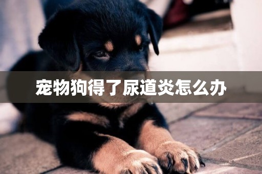 寵物狗得了尿道炎怎么辦