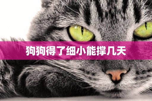 狗狗得了細小能撐幾天