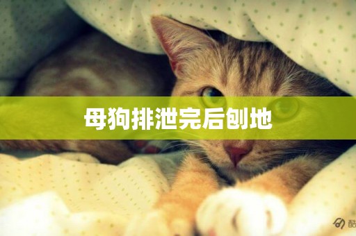 母狗排泄完后刨地