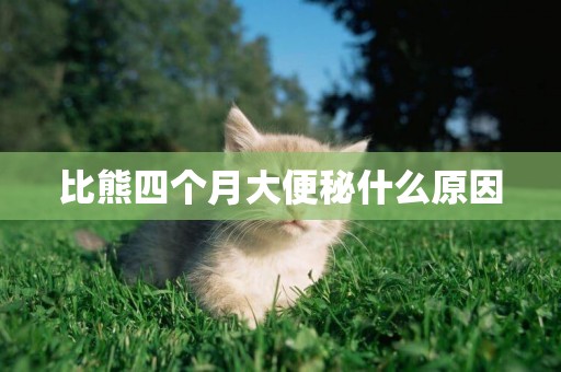 比熊四個月大便秘什么原因