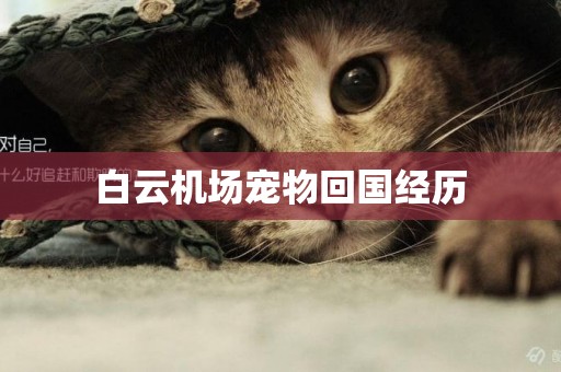 白云機場寵物回國經歷