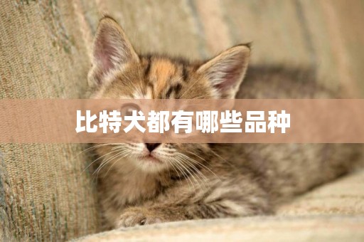 比特犬都有哪些品種