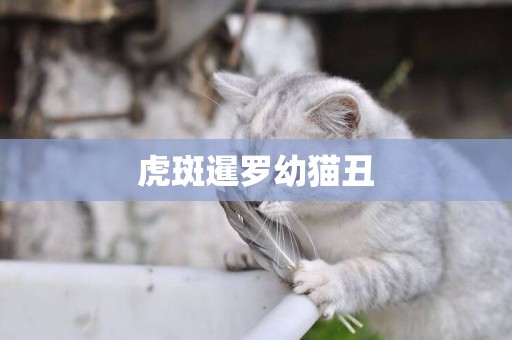 虎斑暹羅幼貓丑