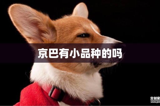 京巴有小品種的嗎