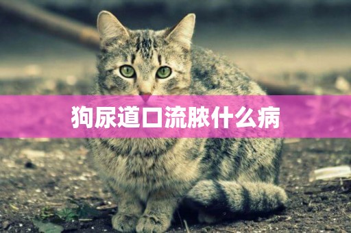 狗尿道口流膿什么病