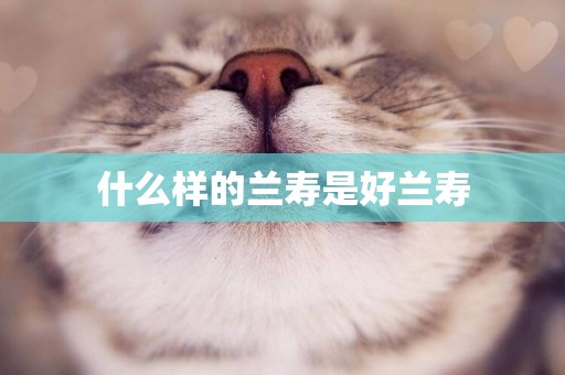 什么樣的蘭壽是好蘭壽