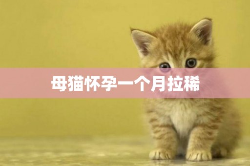 母貓懷孕一個月拉稀