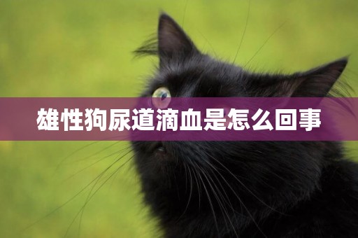 雄性狗尿道滴血是怎么回事