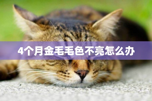 4個月金毛毛色不亮怎么辦