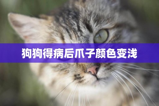狗狗得病后爪子顏色變淺