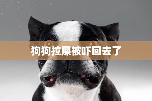 狗狗拉屎被嚇回去了