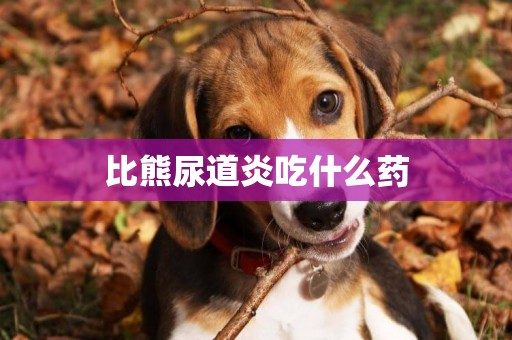 比熊尿道炎吃什么藥