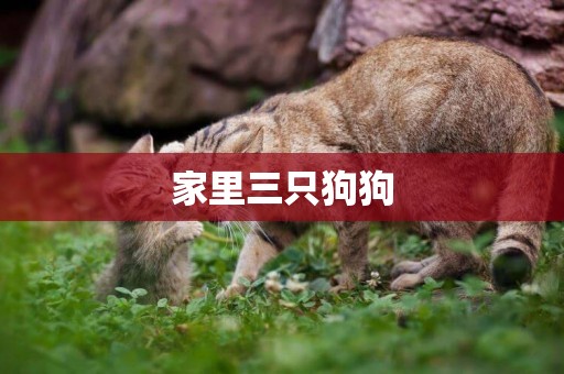 家里三只狗狗
