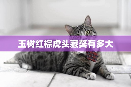 玉樹紅棕虎頭藏獒有多大