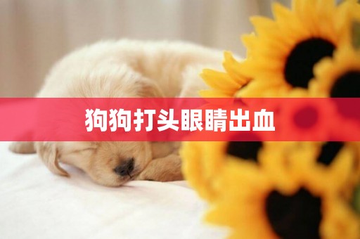 狗狗打頭眼睛出血