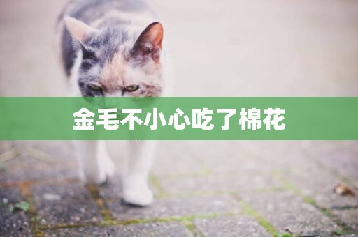 金毛不小心吃了棉花