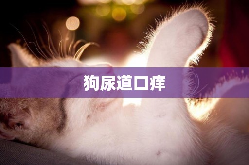 狗尿道口癢