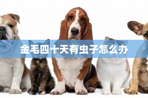 金毛四十天有蟲子怎么辦
