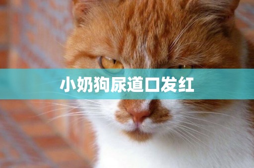 小奶狗尿道口發紅